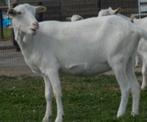 Chèvres Saanen, 6 ans et fille de 1 an., Animaux & Accessoires, Moutons, Chèvres & Cochons