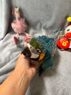 Ara baby blauw/ geel super tam en super lief, Dieren en Toebehoren, Vogels | Parkieten en Papegaaien, Geslacht onbekend, Papegaai