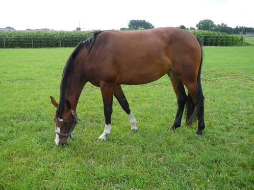 fokmerrie uit topstam, Animaux & Accessoires, Chevaux, Jument, Ne s'applique pas, 165 à 170 cm, 11 ans ou plus, Cheval de saut