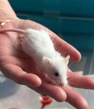 Gratis witte man muis met zwarte ogen. Niet voer voer. Zsm beschikbaar voor biedingen