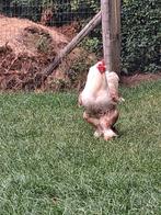 Brahma haan, grote stevige haan, 1 jaar oud, Dieren en Toebehoren, Mannelijk, Kip