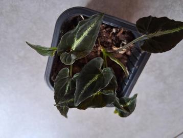 syngonium wendlandii beschikbaar voor biedingen