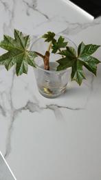2 Scheutjes Rijspapierplant, Ophalen, Winter, Vaste plant, Overige soorten