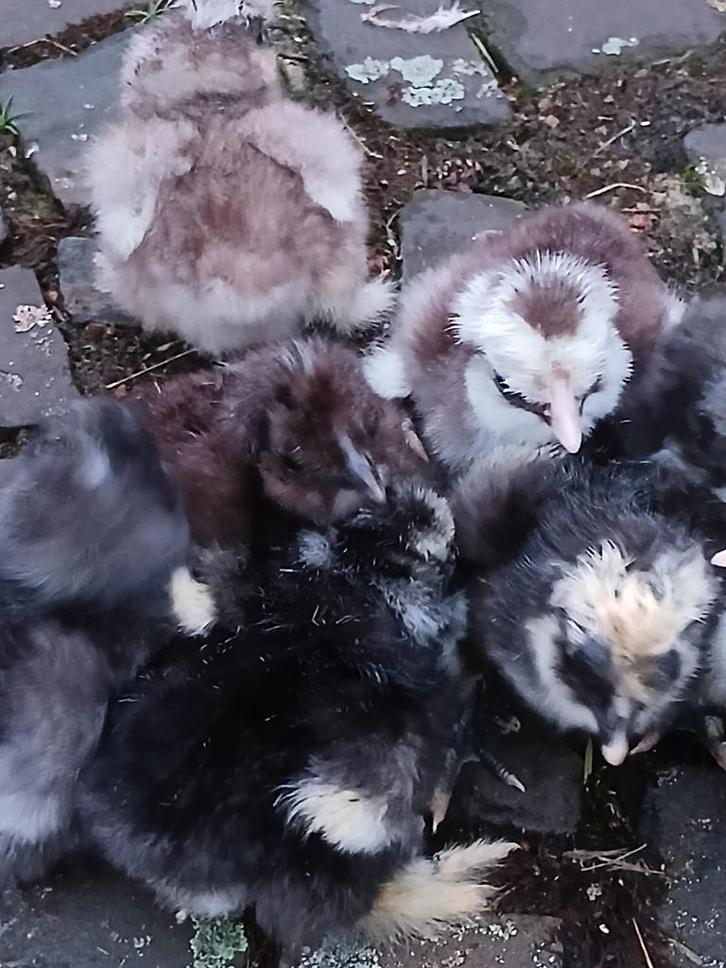 Zijdehoender kuikens, verschillende kleuren en leeftijden, Dieren en Toebehoren, Pluimvee, Kip, Geslacht onbekend