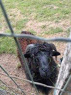 Lambok Ouessant, Dieren en Toebehoren, Schapen, Geiten en Varkens