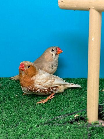 Koppel orb zwb bruin zebravinken beschikbaar voor biedingen