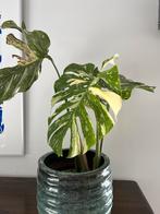 Monstera thai constellation, Huis en Inrichting, Ophalen