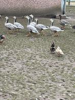 Streepkopgans, Dieren en Toebehoren, Pluimvee, Meerdere dieren, Gans of Zwaan