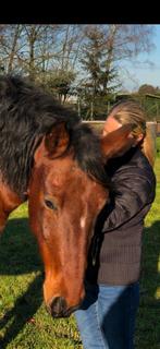 VERZORGPAARD GEZOCHT, Dieren en Toebehoren, Paarden, Merrie, Minder dan 160 cm, Zadelmak, 11 jaar of ouder