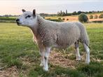 Engelse texel Dekram, Dieren en Toebehoren, Schapen, Geiten en Varkens, Mannelijk, Schaap, 0 tot 2 jaar