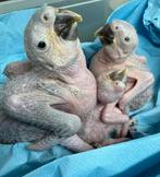 Baby blauwe gele ara’s, Dieren en Toebehoren, Vogels | Parkieten en Papegaaien, Papegaai, Pratend