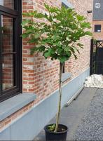 Vijgenbomen  op  stam, Tuin en Terras, Planten | Bomen, Ophalen