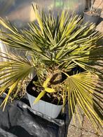 Europese dwergpalm, Tuin en Terras, Ophalen, Vaste plant, Volle zon