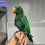 Supertamme vogels