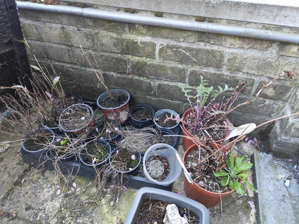 Kweekpotten, Ophalen