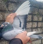 Postduif "BEST OF KITTEL", Dieren en Toebehoren, Vogels | Duiven, Mannelijk, Postduif