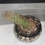 Petits cactus, en pots, En pot, Plein soleil, Moins de 100 cm, Enlèvement