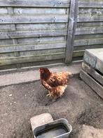 brahma hen tarwe groothoender 3 j oud, Dieren en Toebehoren, Pluimvee