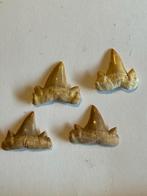 4 dents de requin fossiles - de vrais fossiles, Enlèvement ou Envoi, Fossile