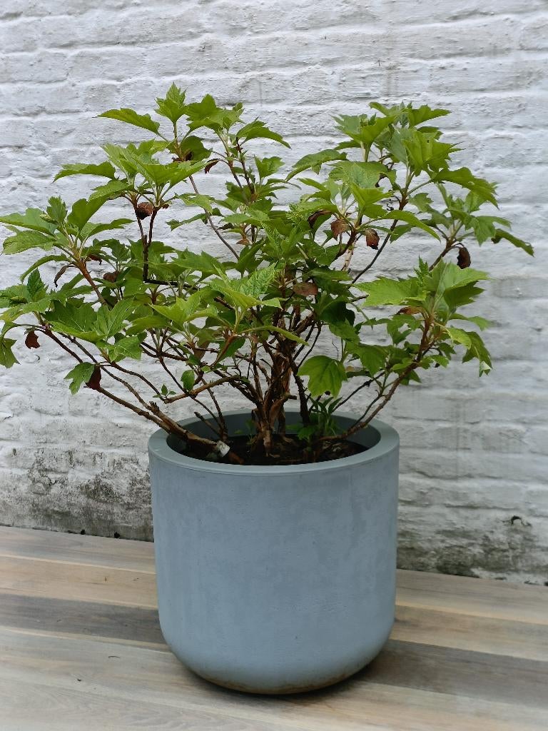 Hydrangea quercifolia 'Black Porch', Halfschaduw, Overige soorten, Minder dan 100 cm, Zomer