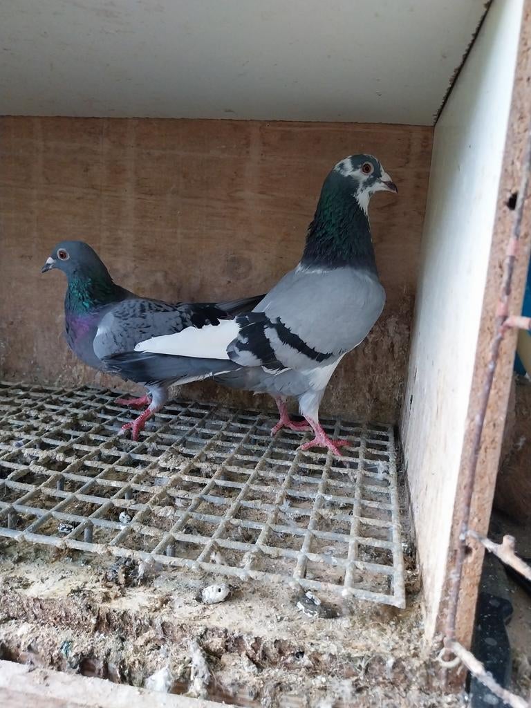 Mooie koppel postduiven(20€ per stuk), Dieren en Toebehoren, Vogels | Duiven