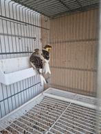 Kanaries mannen beschikbaar 2024, Dieren en Toebehoren, Vogels | Kanaries, Mannelijk, Kleurkanarie