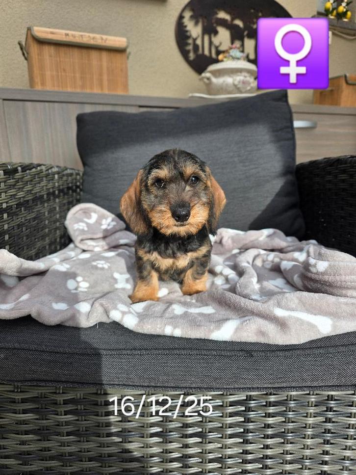 mooie ruwhaar teckel pups, Dieren en Toebehoren, Honden | Teckels en Dashonden, Meerdere dieren, Ruwhaar, Dwerg, Fokker | Professioneel