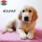 Adorables chiots Golden Retriever à vendre, 15 semaines à 1 an, Golden retriever, Hépatite contagieuse (maladie de Rubarth), Plusieurs