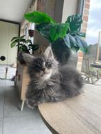 Maine Coon kittens, Dieren en Toebehoren, Katten en Kittens | Raskatten | Langhaar, Meerdere dieren, Met stamboom, 0 tot 2 jaar