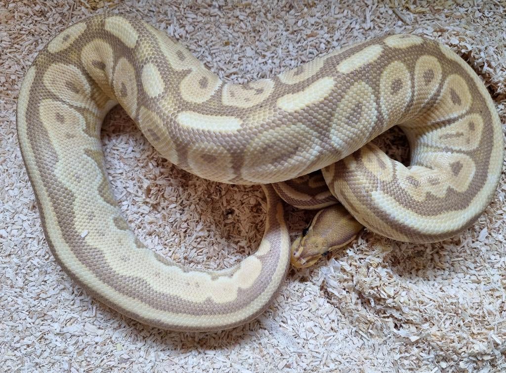 0.1 banana black pastel special od 66% clown koningspython, Dieren en Toebehoren