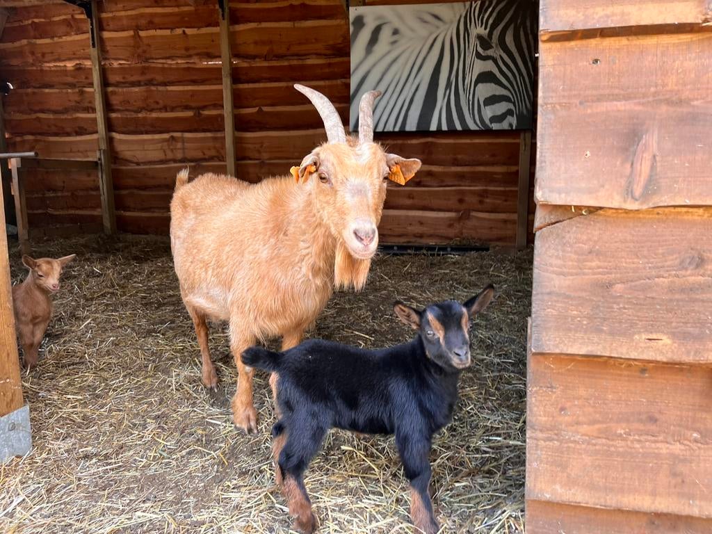 Abrikoos moedergeit met pasgeboren boklam, Dieren en Toebehoren
