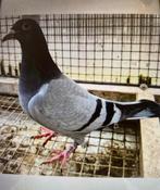 Duivin 2023, Dieren en Toebehoren, Vogels | Duiven, Vrouwelijk, Postduif