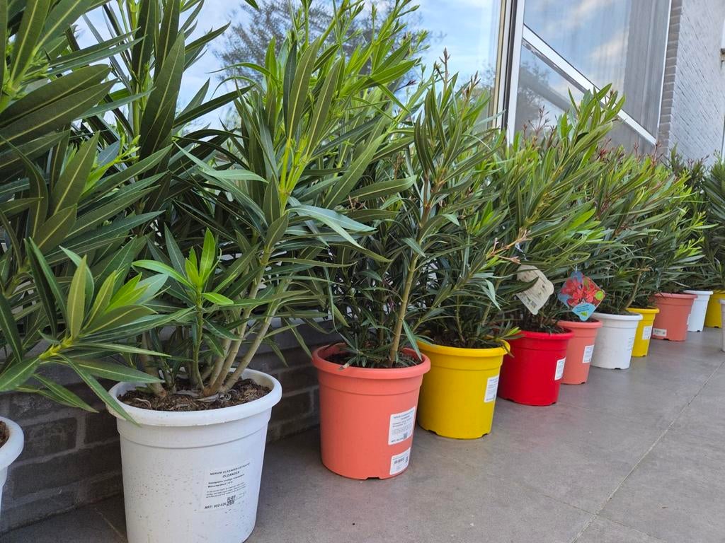 Nerium Oleander, Ophalen