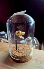 Crane de Chauve-souris sous cloche, Collections, Collections Animaux, Enlèvement ou Envoi