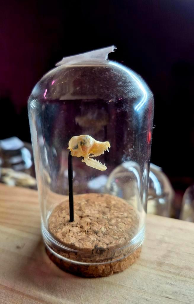 Crane de Chauve-souris sous cloche, Collections, Collections Animaux, Enlèvement ou Envoi