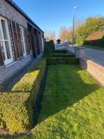 Buxus gratis uit te doen, Ophalen, Buxus, Haag