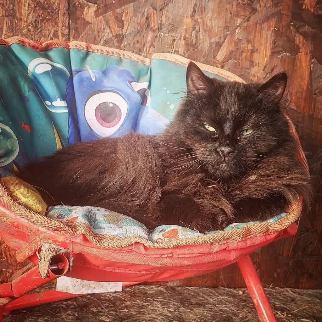 Langharige kater, Kater, Gechipt