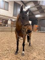 Paard, Vermifugé, Débourré, Moins de 160 cm, Jument