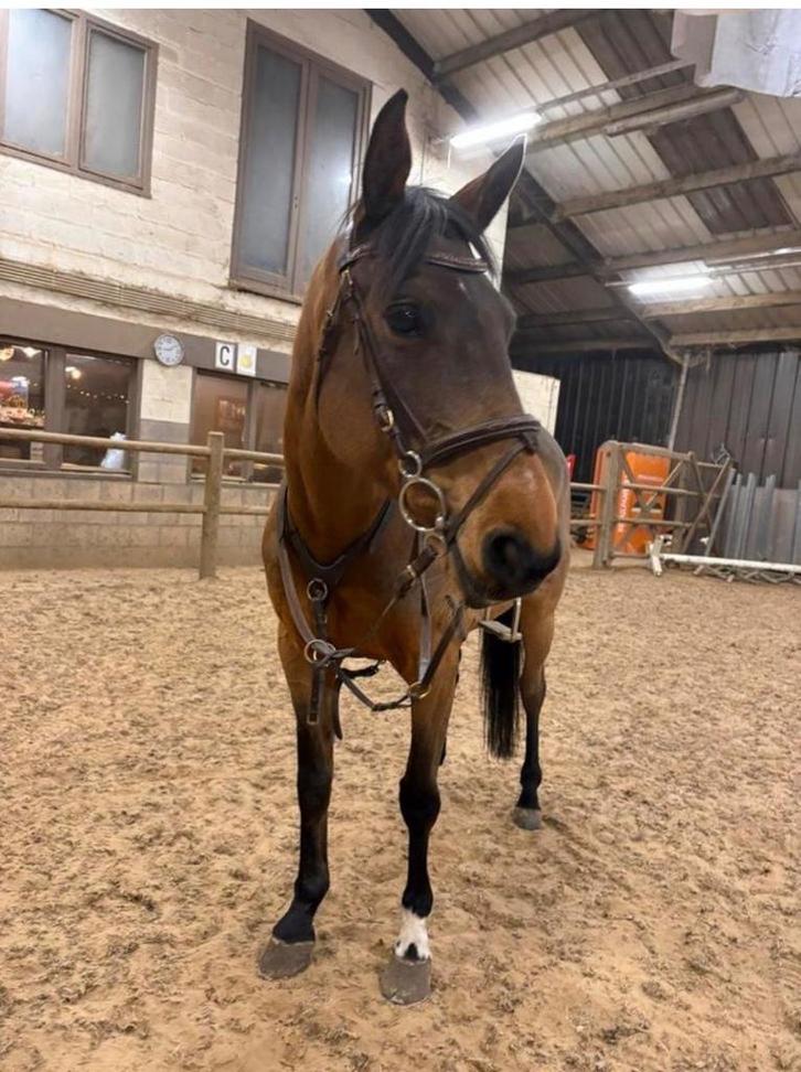 Paard, Animaux & Accessoires, Chevaux, Jument, Débourré, Moins de 160 cm, 7 à 10 ans, Avec puce électronique, Vermifugé, Vacciné