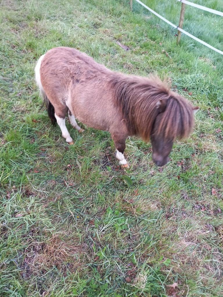 Juments et étalon des Shetland, Jument