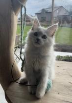 Shaded kitten, Dieren en Toebehoren, Poes, Gechipt, 0 tot 2 jaar