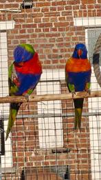 Koppel loris, Dieren en Toebehoren, Vogels | Parkieten en Papegaaien, Geringd