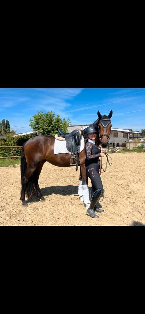 Filou x Everdale, Dieren en Toebehoren, Paarden, Ruin