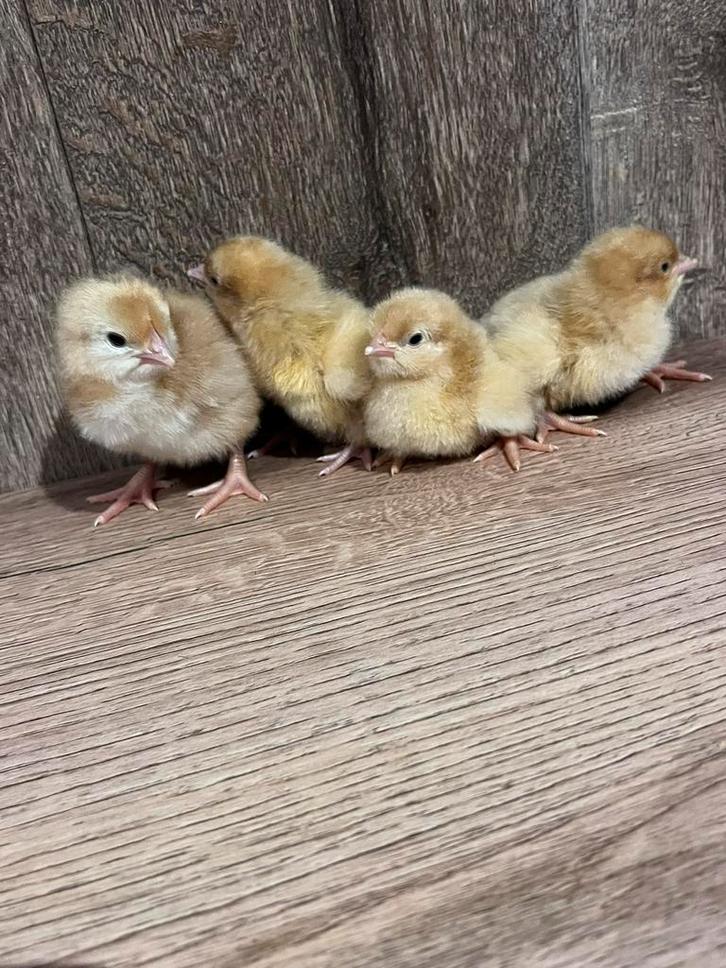 Pas geboren kuikentjes te koop, Animaux & Accessoires, Volatiles