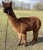 jonge bruine lieve alpaca merrie, Dieren en Toebehoren, Vrouwelijk, 0 tot 2 jaar