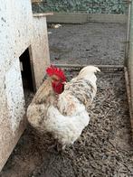 Haan, Dieren en Toebehoren, Pluimvee, Mannelijk, Kip