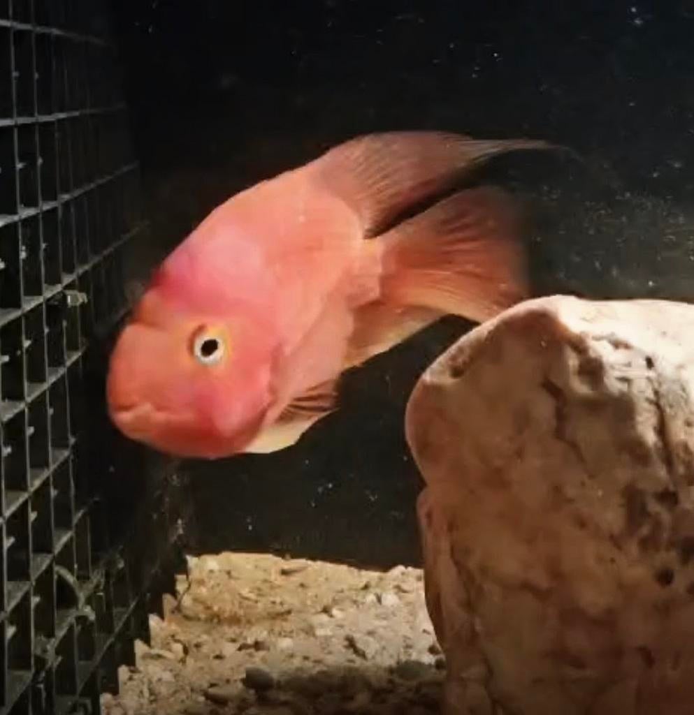 Parrot Cichlide, Dieren en Toebehoren