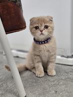 Scottish fold, Animaux & Accessoires, Accessoires pour chats, Enlèvement
