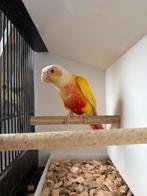 lutino femelle, Femelle, Perroquet