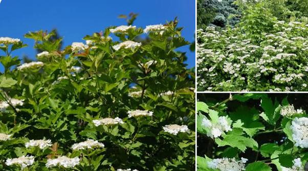 Gratis af te halen: 100+ struiken, Ophalen, Beukenhaag